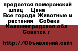 продается померанский шпиц  › Цена ­ 35 000 - Все города Животные и растения » Собаки   . Калининградская обл.,Советск г.